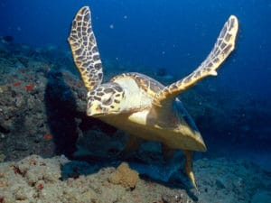 National Save the Sea Turtles Foundation hawksbill sea turtle ocean